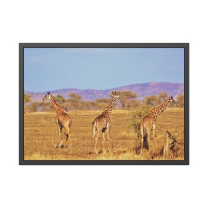 Three Giraffe in the Nature Framed Poster