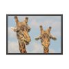 93854-636.jpg Two Giraffe Face Close-up Framed Poster