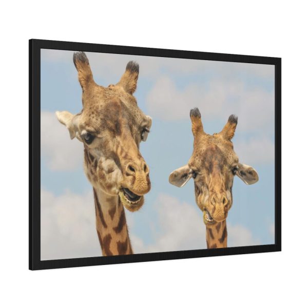 93854-637.jpg Two Giraffe Face Close-up Framed Poster