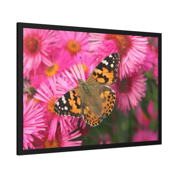 93854-645.jpg Butterfly on Pink Flower Framed Poster