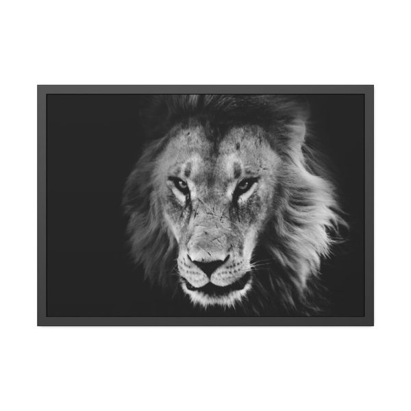 Barbary Lion Face Closeup Framed Poster