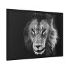 Barbary Lion Face Closeup Framed Poster