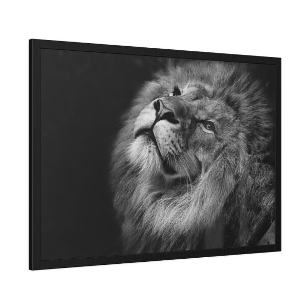 Male Lion Head Closeup Framed Poster