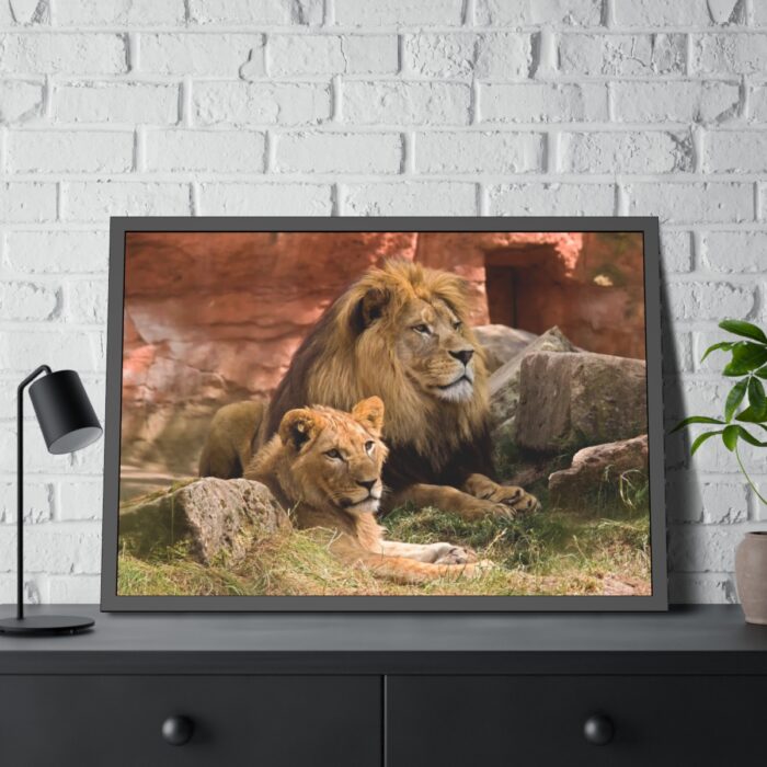 Lion South Africa Framed Poster - Image 4