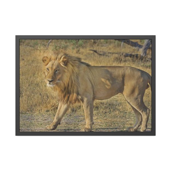 93855-100.jpg Lion Wild Cat Framed Poster
