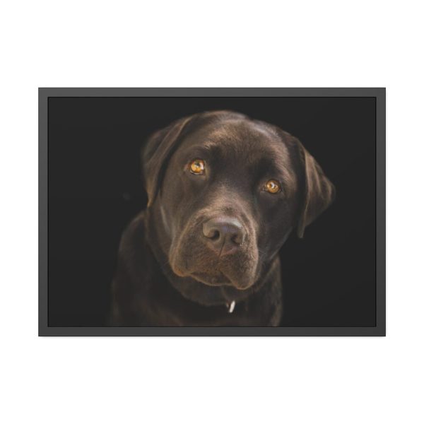 Labrador Retriever Framed Poster