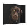 Labrador Retriever Framed Poster