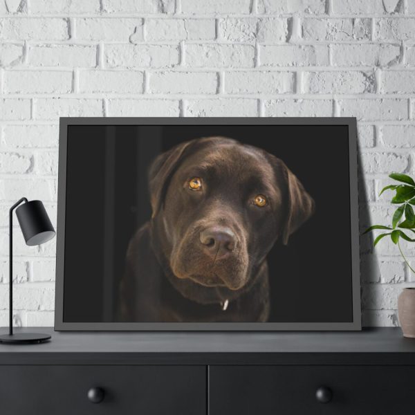 Labrador Retriever Framed Poster