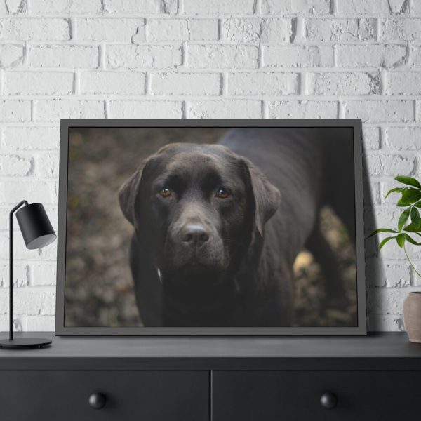 Black Labrador Retriever Framed Poster