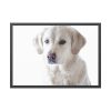 White Labrador Retriever Framed Poster