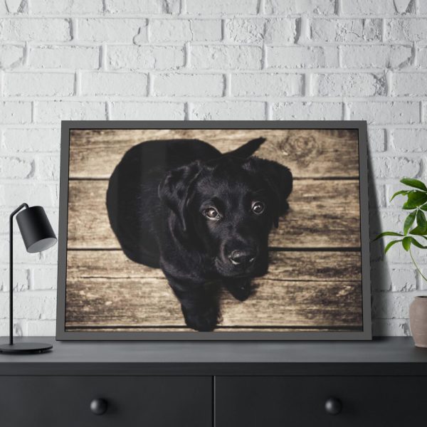 93855-315.jpg Black Labrador Dog Sitting on Wooden Floor Framed Poster