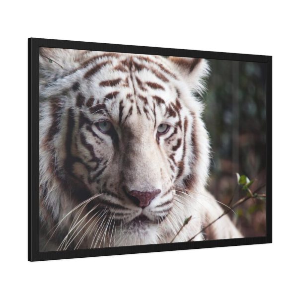 White Bengal Tiger Framed Poster