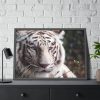 White Bengal Tiger Framed Poster