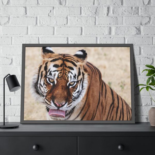 Tiger at the Wild Animal Sanctuary Framed Poster