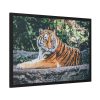 Tiger Sitting on Rock  Framed Poster