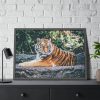 Tiger Sitting on Rock  Framed Poster