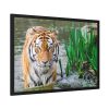 Tiger Walking Framed Poster