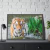Tiger Walking Framed Poster