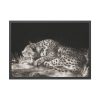 93855-412.jpg A Tyger Sleeping Cheetah by George Stubbs Framed Poster
