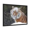 93855-425.jpg Free Siberian Tiger Framed Poster