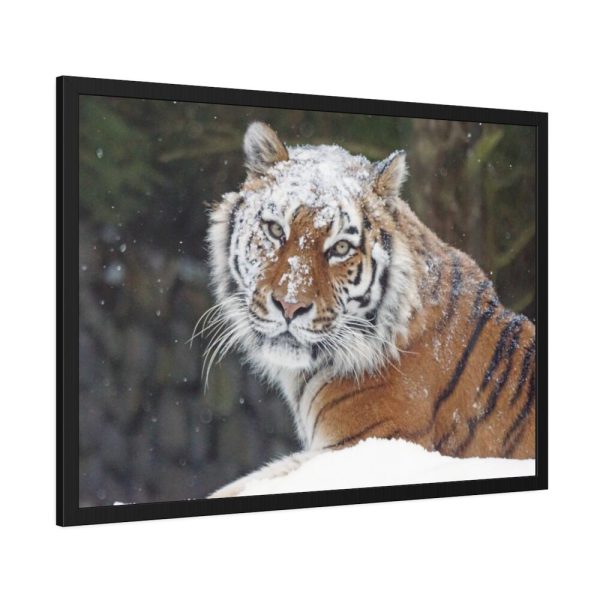 93855-425.jpg Free Siberian Tiger Framed Poster
