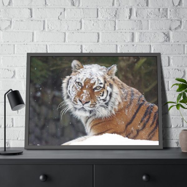 93855-427.jpg Free Siberian Tiger Framed Poster