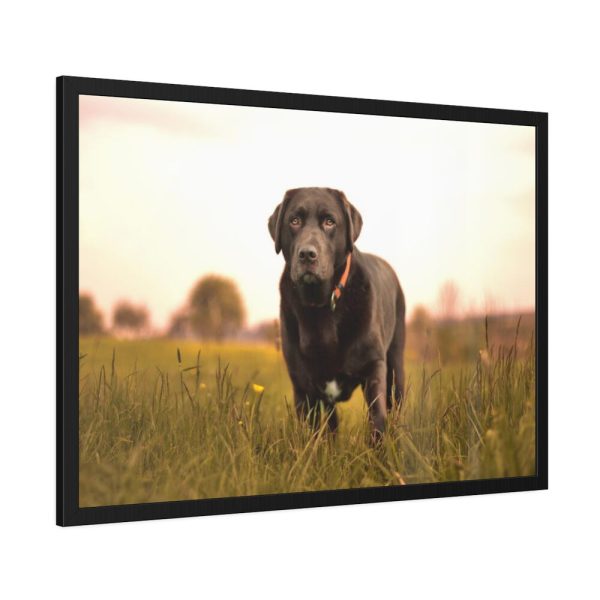 93855-429.jpg Black Labrador Retriever in Grass Field Framed Poster
