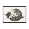 93855-444.jpg Rolled up Lying Sleeping Cat by Jean Bernard Framed Poster