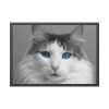 93855-448.jpg Cute Maine Coon Cat Framed Poster