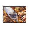 93855-464.jpg Autumn Cat Framed Poster