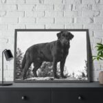 Black Labrador Dog Framed Poster - Image 8