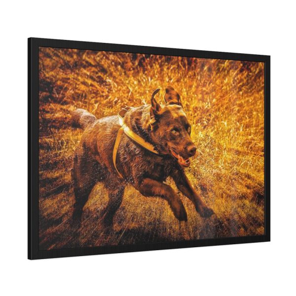 93855-485.jpg Black Labrador Runing in Field Framed Poster