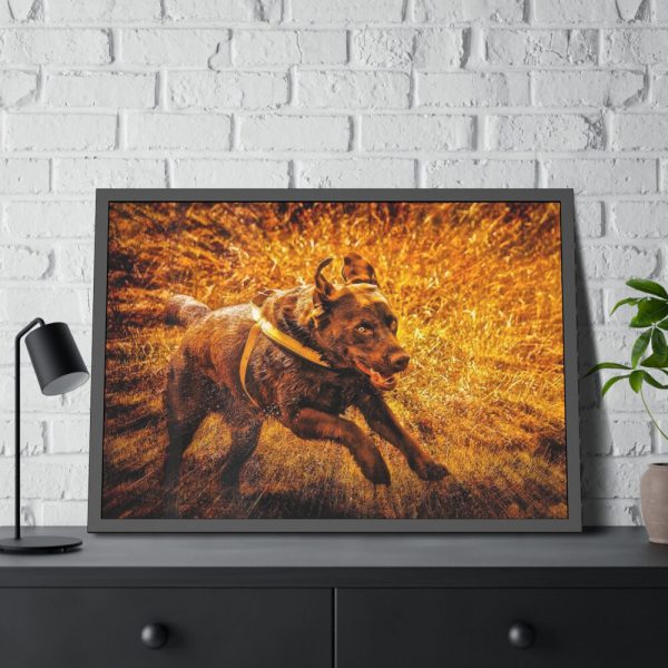 93855-487.jpg Black Labrador Runing in Field Framed Poster