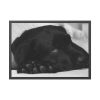 93855-488.jpg Sleepy Black Labrador Franed Poster