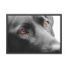93855-492.jpg Beautiful Labradors Eyes Framed Poster