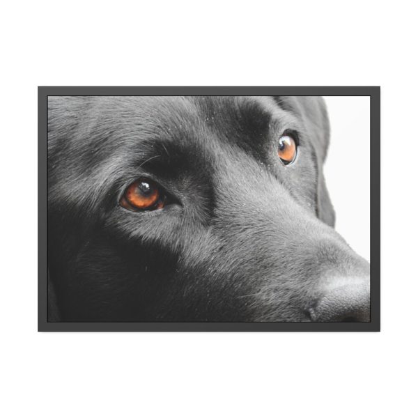 93855-492.jpg Beautiful Labradors Eyes Framed Poster