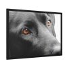 93855-493.jpg Beautiful Labradors Eyes Framed Poster