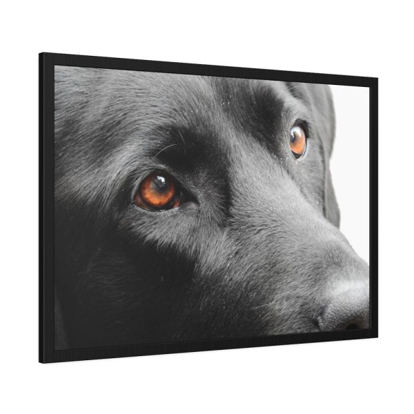 93855-493.jpg Beautiful Labradors Eyes Framed Poster