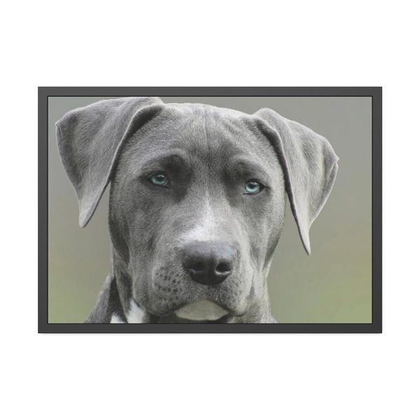 93855-496.jpg Grey Labrador with Blue Eyes Framed Poster
