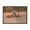93855-516.jpg Tiger and Cubs on Dusty Road Framed Poster