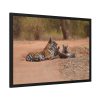 93855-517.jpg Tiger and Cubs on Dusty Road Framed Poster