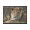 Beautiful Male Lion Framed Poster