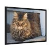 93855-521.jpg Brown Tabby Maine Coon Cat Framed Poster