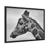 Black-and-White Photo of a Giraffe's Head Framed Poster