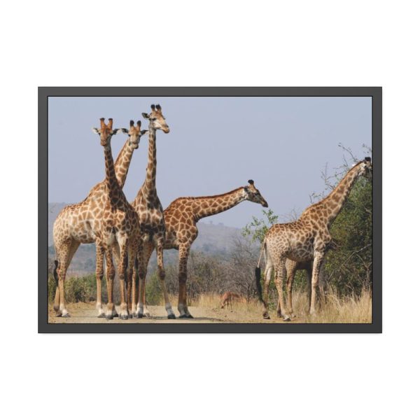 93855-528.jpg Free Giraffes in the Wild Framed Poster