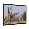 93855-529.jpg Free Giraffes in the Wild Framed Poster