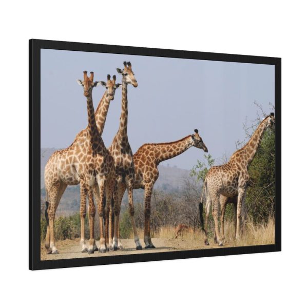 93855-529.jpg Free Giraffes in the Wild Framed Poster