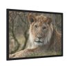 Beautiful Male Lion Framed Poster