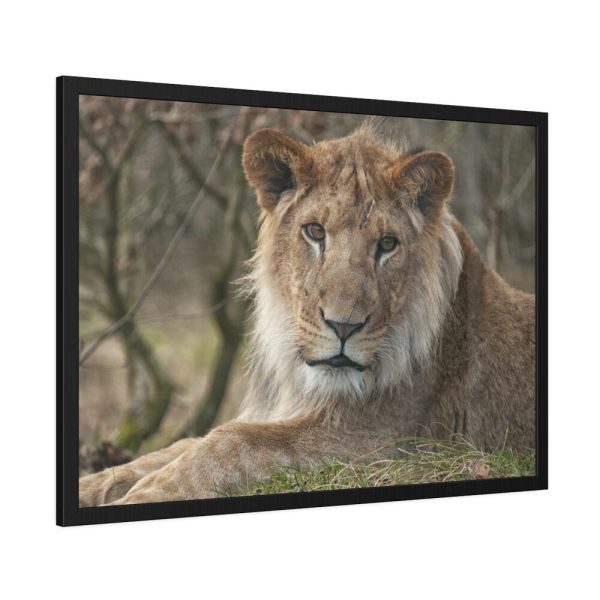 Beautiful Male Lion Framed Poster