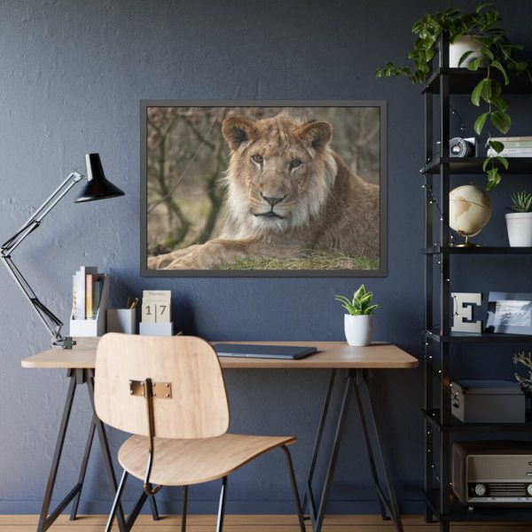 Beautiful Male Lion Framed Poster